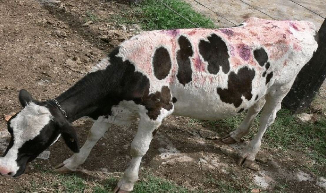 Fotossensibilização em Bovinos: o que é, causas, sintomas e como prevenir prejuízos no rebanho