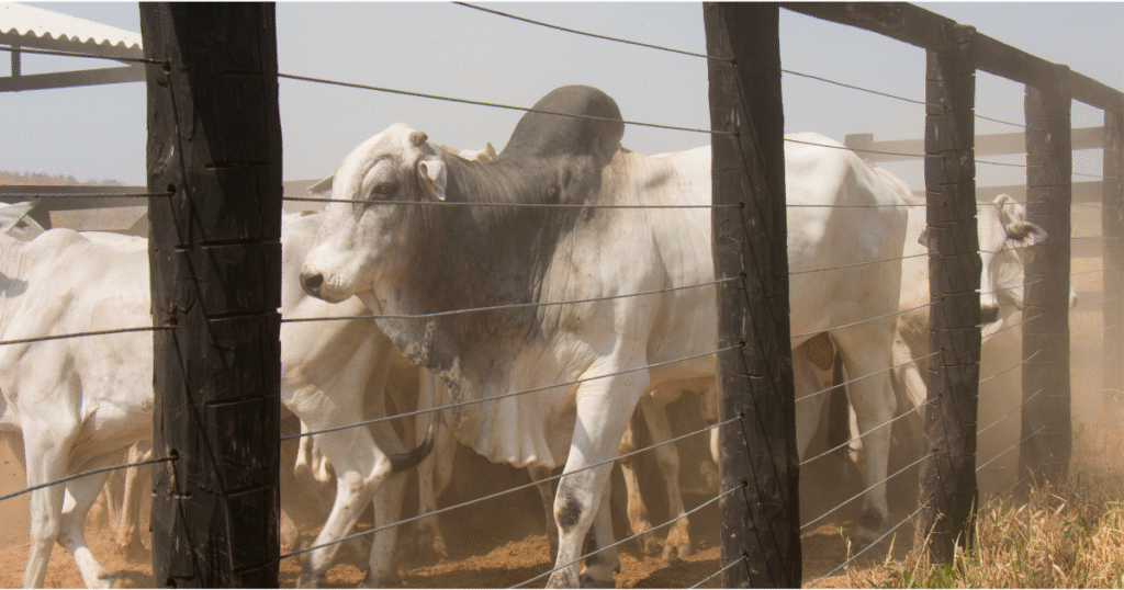 em objetivo de mostrar o manejo calmo dos animais antes da vermifugação e vacinação